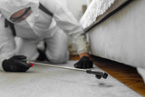 Professional Bed Bug Control technician working in Elmira, NY