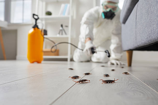 Trusted Rodent Control service in Elmira, NY - Nex Pest Control